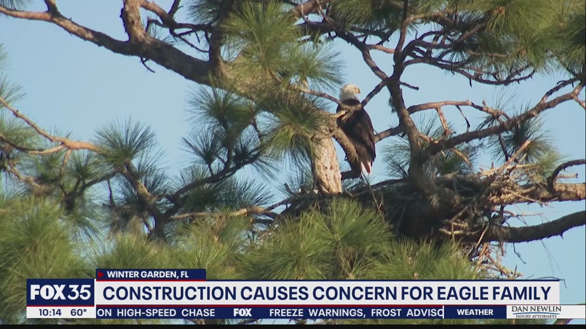 Construction causes concern for Winter Garden eagle family